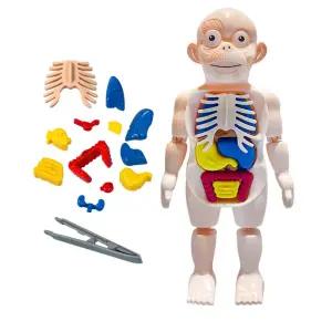 유치원 몸속장기 명칭 장기조립 미니 인체모형 장기역할 장기모형 간