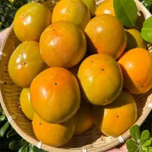 유쎌몰 경남일대 단감(중과) 5KG(25-29과) 김해진영단감