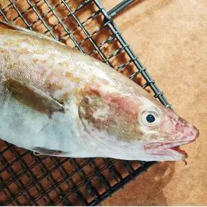 대천항 당일조업 생물 대구 1미 (800g ~ 1100g 내외)