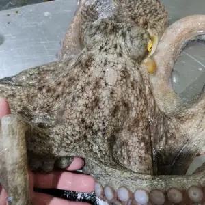 국내산 대왕 돌문어 3kg내외 1마리 생물 끝판왕문어 제수용