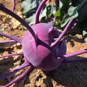 [장보리]고당도 제주 콜라비 10kg