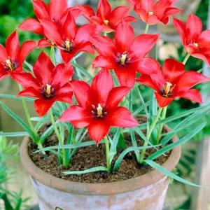 원종 튜울립구근 10구 리니폴리아  다년생 꽃모종 봄꽃 야생화 B05