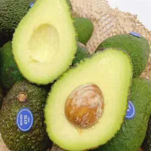 생과일 프리미엄 아보카도 바로먹는 후숙 대과 10개 (개당 230g 내외)