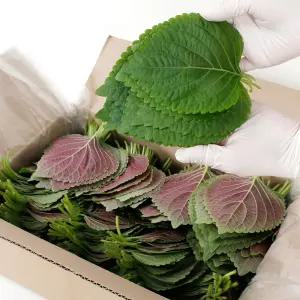 경산 하양 싱싱한 깻잎 찹찹이 당일수확 500g