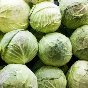 산지직 송연구소 양배추 농가돕기 노마진 국내산 양배추 실속 대용량 1.5kg 내외 4개