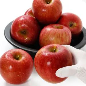 청송 사과 꿀 과즙팡팡 햇 부사 경북 선물용 3kg