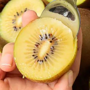 과즙폭발 골드키위 2kg 중과 23-25과