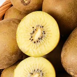 과즙폭발 골드키위 2kg 특대과 14-17과