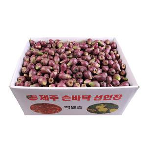 제주도 백년초 선인장 생열매 15kg