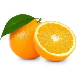 [농협6번]발렌시아/네이블 오렌지 40개내외 크기선택가능