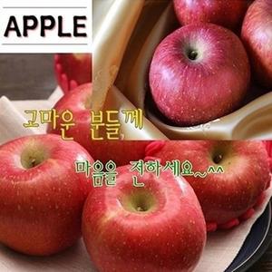 정품 선물용 대과 부사 5kg 청송사과