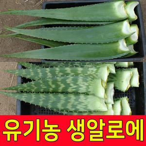 친환경 유기농인증 생알로에 알로에베라 사포나리아 알로에생잎 1박스