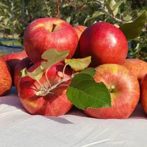 강원도 고랭지 정선사과 5kg(20과내) 사과선물세트 햇사과 부사