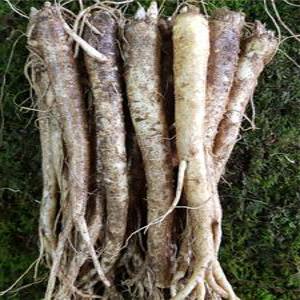 나물/반찬용 도라지 특품1kg