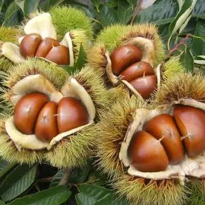 공주알밤(특)4kg/농부네/햇밤/공주알밤