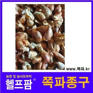헬프팜 쪽파종구 1kg 쪽파씨 예천쪽파 당파 씨앗 뿌리 대량구매전화상담