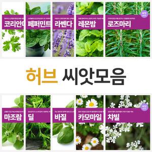 허브씨앗 모음 로즈마리 바질 라벤더 딜 페퍼민트 키우기