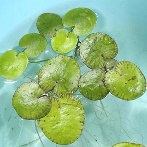 [신세계수족관] 부상수초 자라풀 4촉