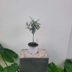 실내공기정화식물 가드닝 핫도그수형 올리브나무 외목대 소품 20-35cm 79