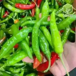 국내산 청양고추 반홍청양고추 5kg