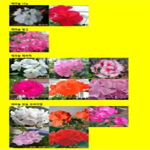 제라늄씨앗 5립(네델란드수입)_메버릭, 나노,링고, 핀토프리미엄등 제라늄씨앗모음