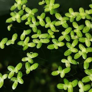 피알피쉬 부상수초 좀개구리밥 50뿌리 내외 어항수초 수족관