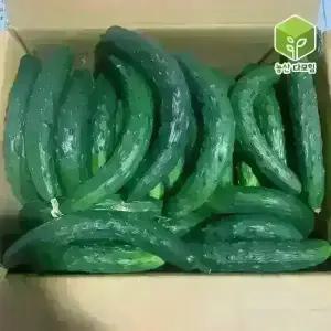 국내산 못난이오이 취청오이 보통 10kg