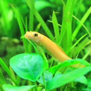 [서진열대어] 수초 및 벽면청소고기-W-51 골든알지터 3마리