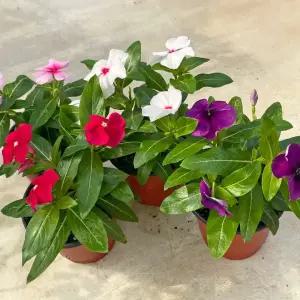 마이플랜트 일일초 소형 매일초 야생화 꽃모종 키우기 쉬운 식물 실내화초