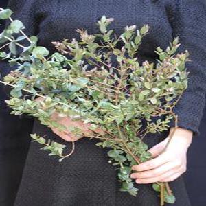 유칼립투스 구니 블랙잭 파블로 생화 도매 꽃정기구독 인터넷꽃도매시장 양재꽃시장 유칼립