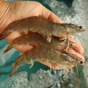 서천 자연산 대하 새우 1kg 왕새우 생물 국내산 큰대하