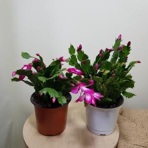 [소나무길] (2개묶음 색상랜덤발송) 빨강게발 핑크게발 랜덤발송 개발 다육식물 선인장 소형 089 화