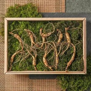 [자연두레]강원도 산이키운삼 10년근 진품 산양삼 10뿌리 세트 (효소 또는 엑기스 증정)