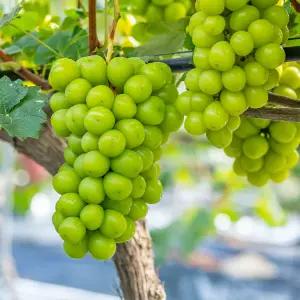 월항농협 샤인머스켓 (특) 2kg