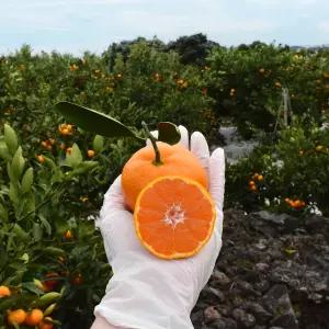 픽댓 제철 제주 프리미엄 타이백 노지감귤 로열과 5kg