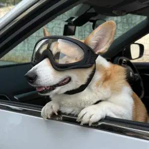 강아지 고글 선글라스 투명