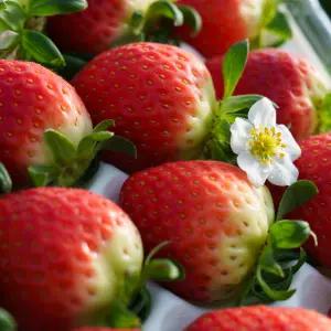 설향 논산 생딸기 딸기 700 g 대용량 배터지게 드세요