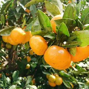 제주도 감귤 대용량 10kg 대과