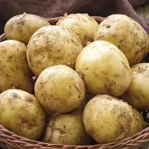 포슬포슬 국내산 햇감자 수미감자 3kg 5kg 10kg 중 대 특대 선택