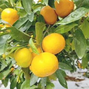 제주 감귤 조생 타이벡 귤 밀감 노지 로얄과 소과 중대과 5Kg