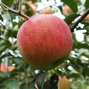 2025년 햇사과 부사  대용량 10kg 소미네꿀사과