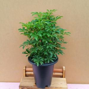 [소나무길] 초록빵빵~ 홍콩야자 공기정화 실내장식 1986