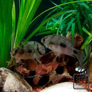 관상어 열대어 시클리드 / 토마시 [2마리]