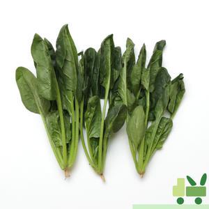 시금치 500g (특)