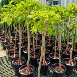 황칠나무 묘목 60cm전후 포트묘 약용수 특용수 정원수 조경수 노지월동 상록활엽수 황칠 (목하원예조경)