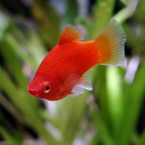 티아쿠아 열대어 삼각 플래티 4마리