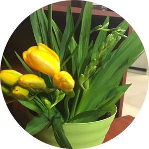 후리지아/직경15센티포트분/꽃화분/알뿌리화초/꽃선물/계절별 식물상태 확인바람