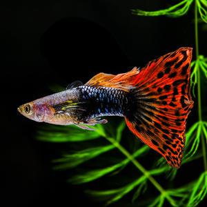 [서진열대어] 일반구피-G-21 턱시도 모자이크 구피(2마리,6마리 선택)