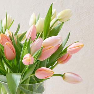 그린테라피 튤립 생화 한다발 꽃다발 메이커 보존제