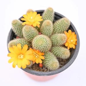 보산선인장 다육이 다알리아처럼 화사한 꽃 피는 소형 선인장